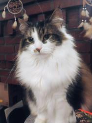 Lost Female Cat last seen Beatrice and esser, Buffalo, NY 14207