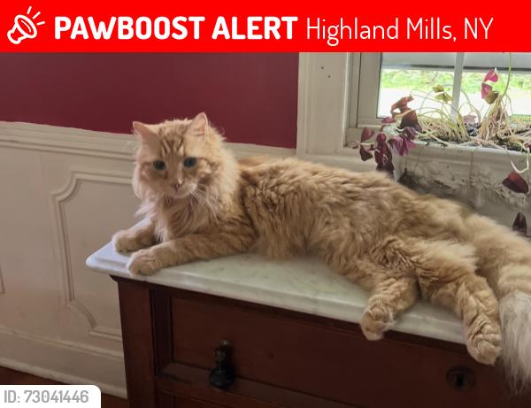 Lost Male Cat last seen Angola rd, mineral springs , Highland Mills, NY 10930