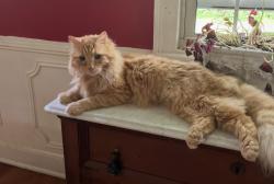 Lost Male Cat last seen Angola rd, mineral springs , Highland Mills, NY 10930
