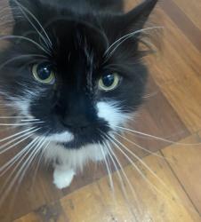 Lost Male Cat last seen Near Bunya Park Drive, Eatons Hill, QLD 4037