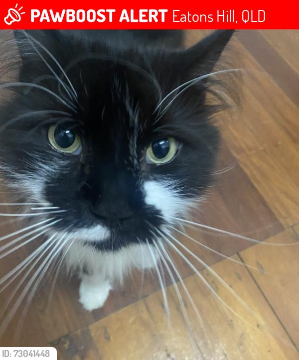 Lost Male Cat last seen Near Bunya Park Drive, Eatons Hill, QLD 4037