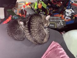 Lost Female Cat last seen Canyon two Rd there is a long creek down the hill from my home and a steep hill behind my unit., Guerneville, CA 95446