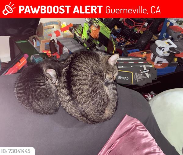 Lost Female Cat last seen Canyon two Rd there is a long creek down the hill from my home and a steep hill behind my unit., Guerneville, CA 95446