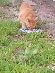 Found/Stray Unknown Cat last seen Lake woodpark, Lakewood Park, FL 34951
