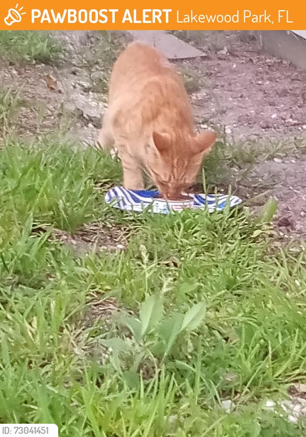 Found/Stray Unknown Cat last seen Lake woodpark, Lakewood Park, FL 34951