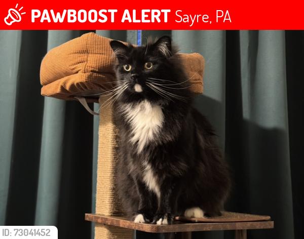 Lost Male Cat last seen H Austin Snyder Elementary School, Sayre, PA 18840