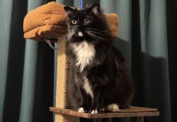 Lost Male Cat last seen H Austin Snyder Elementary School, Sayre, PA 18840