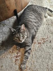 Lost Male Cat last seen Dartmouth Crescent & Anson Gate under a neighbor's porch backing the stormwater pond , Oakville, ON L6H 8C3