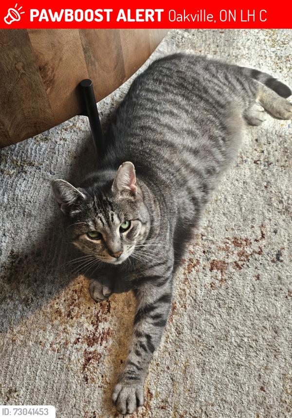 Lost Male Cat last seen Dartmouth Crescent & Anson Gate under a neighbor's porch backing the stormwater pond , Oakville, ON L6H 8C3