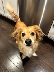 Reunited Male Dog last seen Cameron Creek Pkwy & Cloverdale Dr., Fort Mill, SC 29708