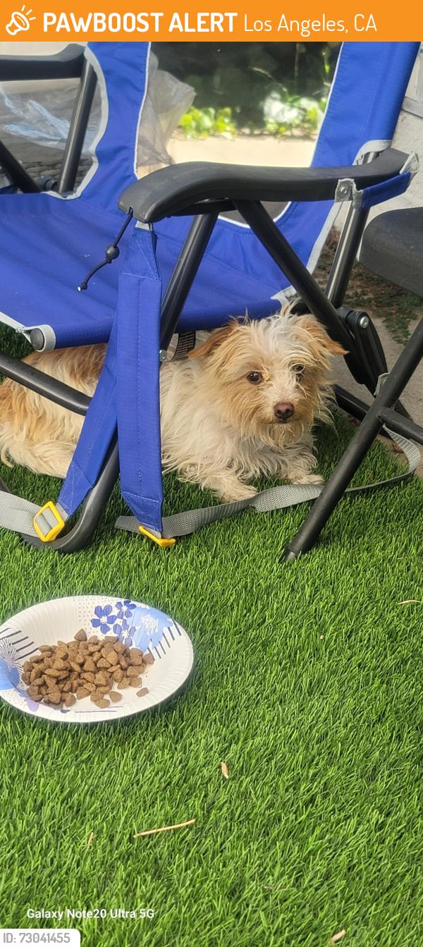 Found/Stray Female Dog last seen In the alley of Louise ave and strathern. , Los Angeles, CA 91325