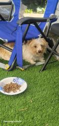 Found/Stray Female Dog last seen In the alley of Louise ave and strathern. , Los Angeles, CA 91325