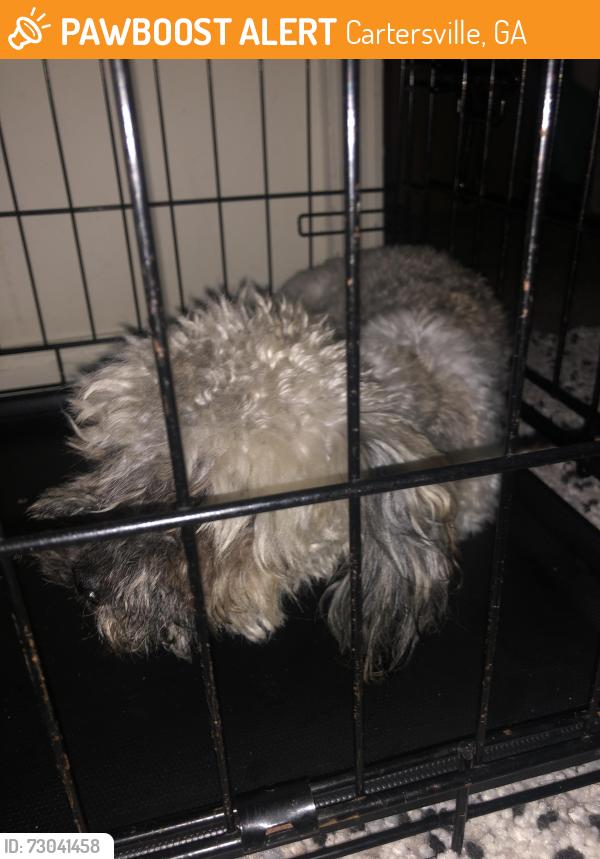 Found/Stray Male Dog last seen Near Ladds Mountain Rd, Cartersville, GA 30120