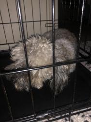 Found/Stray Male Dog last seen Near Ladds Mountain Rd, Cartersville, GA 30120