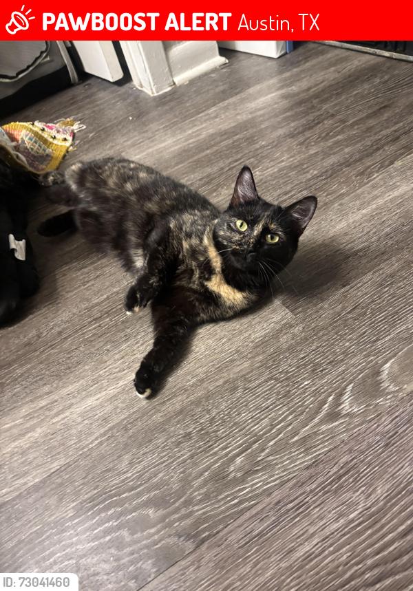 Lost Female Cat last seen S Lamar, bluebonnet lane, near kindi Thai restaurant, Austin, TX 78704