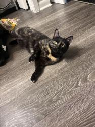 Lost Female Cat last seen S Lamar, bluebonnet lane, near kindi Thai restaurant, Austin, TX 78704
