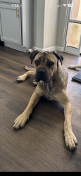 Lost Female Dog last seen W wardlow Rd , Long Beach, CA 90810