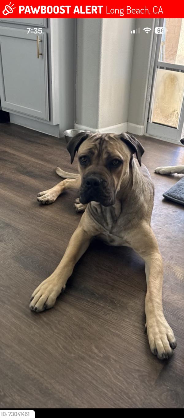 Lost Female Dog last seen W wardlow Rd , Long Beach, CA 90810