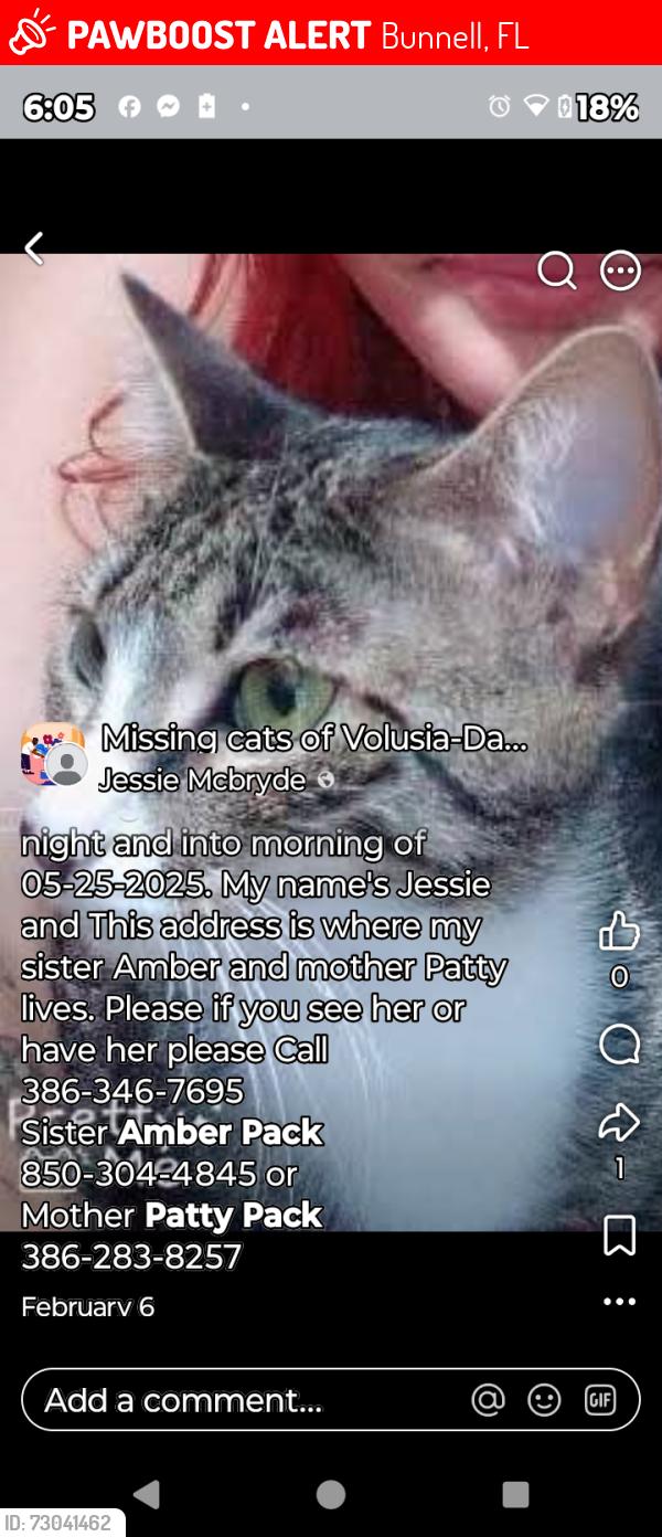 Lost Female Cat last seen daytona North Mondex hidden trails park, Bunnell, FL 32110
