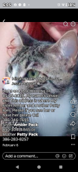 Lost Female Cat last seen daytona North Mondex hidden trails park, Bunnell, FL 32110