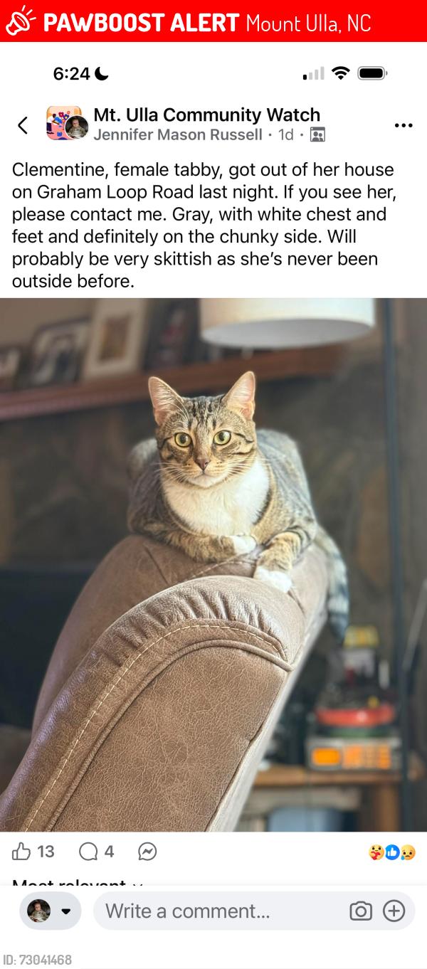 Lost Female Cat last seen Graham Loop Road Mt Ulla, Mount Ulla, NC 28125