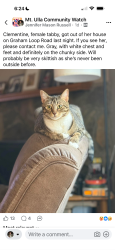 Lost Female Cat last seen Graham Loop Road Mt Ulla, Mount Ulla, NC 28125