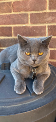 Lost Male Cat last seen Goodwood ave Hornchurch , Greater London, England RM12 6DD