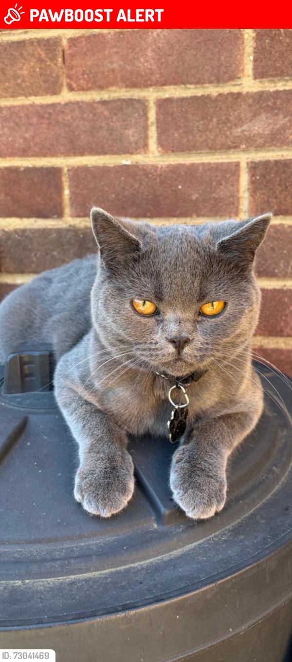Lost Male Cat last seen Goodwood ave Hornchurch , Greater London, England RM12 6DD