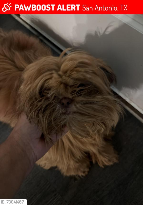 Lost Male Dog last seen Pue, San Antonio, TX 78245