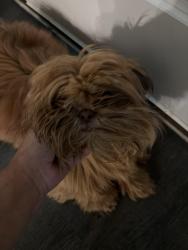 Lost Male Dog last seen Pue, San Antonio, TX 78245