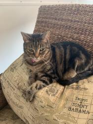 Lost Female Cat last seen Pelican and barber, Sebastian, FL 32958