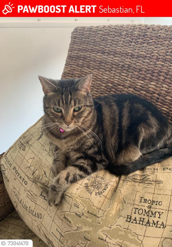 Lost Female Cat last seen Pelican and barber, Sebastian, FL 32958
