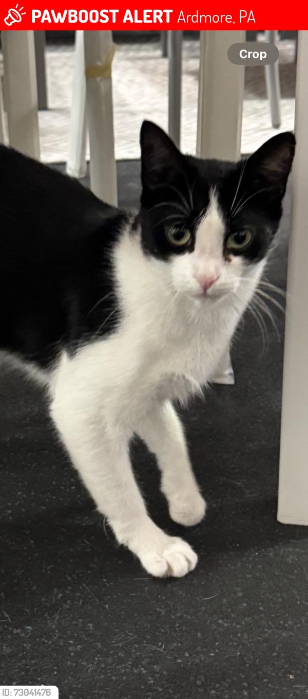 Lost Female Cat last seen Ardmore Post Office, Ardmore, PA 19003