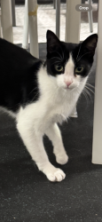 Lost Female Cat last seen Ardmore Post Office, Ardmore, PA 19003