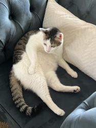 Lost Male Cat last seen Hibiscus Trail and Andrews, Melbourne Beach, FL 32951