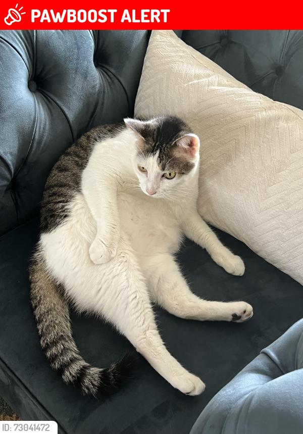 Lost Male Cat last seen Hibiscus Trail and Andrews, Melbourne Beach, FL 32951