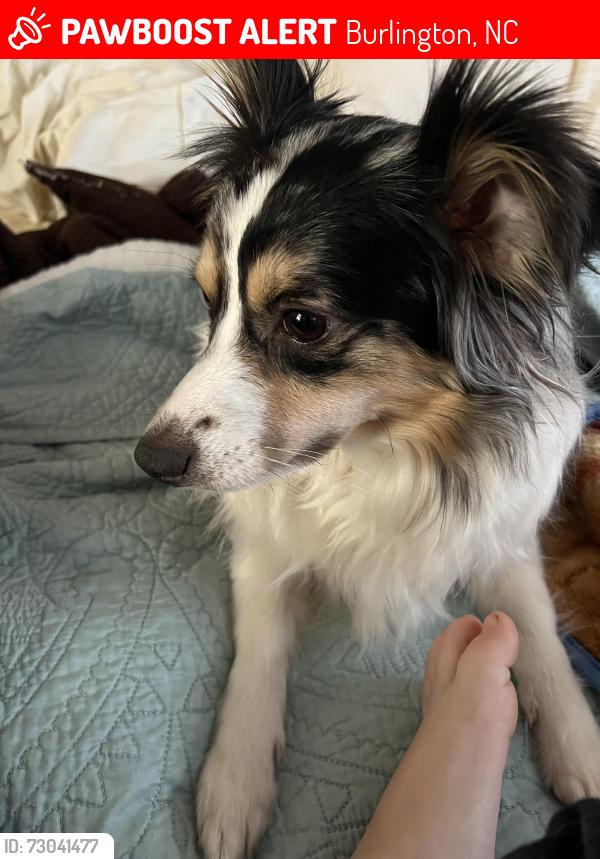 Found/Stray Female Dog last seen Morningside dr and homewood ave Burlington nc, Burlington, NC 27217