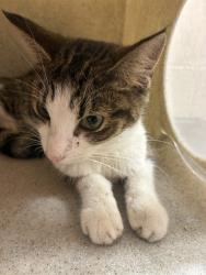 Shelter Stray Female Cat last seen Near BLOCK CARRIAGE, 3528 Newburg Rd, Louisville, KY 40218, USA