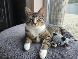 Lost Female Cat last seen Near Chertsey Lane, Staines-upon-Thames, England TW18 3ND