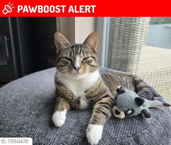 Lost Female Cat last seen Near Chertsey Lane, Staines-upon-Thames, England TW18 3ND
