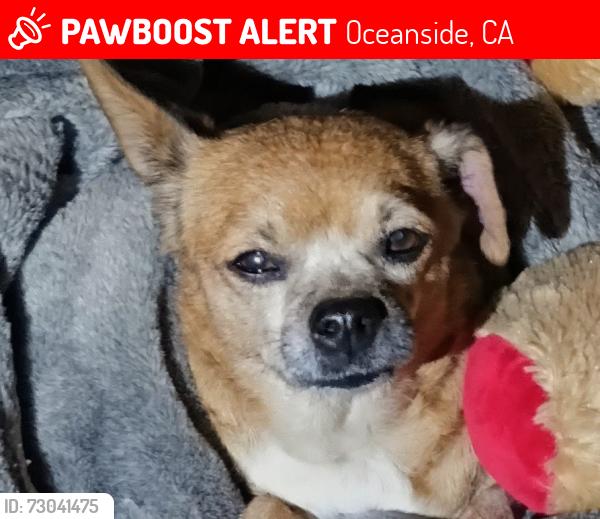 Lost Female Dog last seen Brooks street, Oceanside, CA 92058