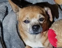Lost Female Dog last seen Brooks street, Oceanside, CA 92058