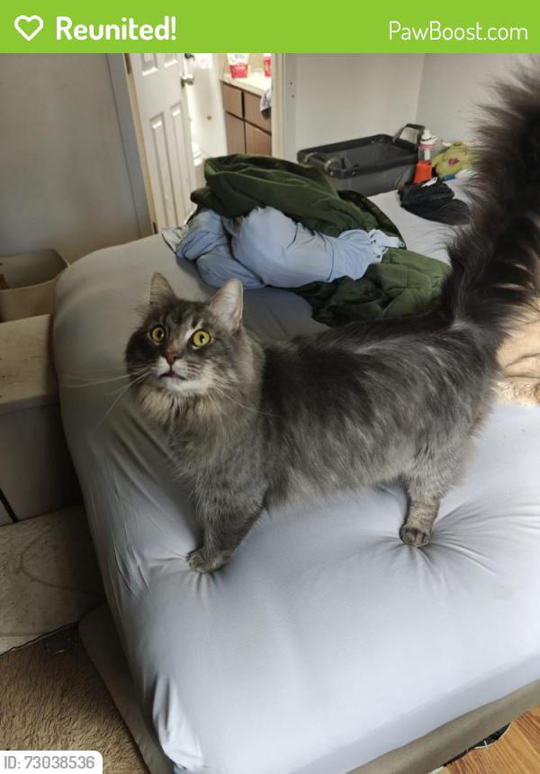 Reunited Male Cat last seen Quinault Dr NE, Washington 98516, USA, Thurston County, WA 98516