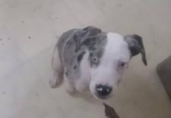 Reunited Male Dog last seen Inglis food ranch, Inglis, FL 34449