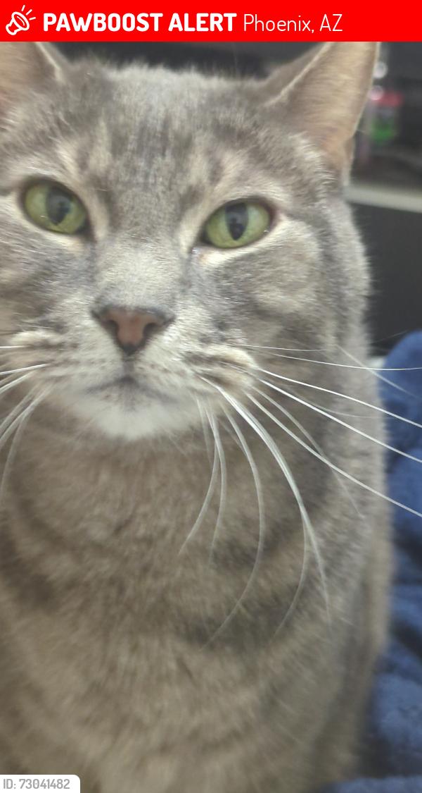 Lost Male Cat last seen Right by the liquor wheel down the street at willetta, Phoenix, AZ 85008