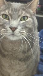 Lost Male Cat last seen Right by the liquor wheel down the street at willetta, Phoenix, AZ 85008