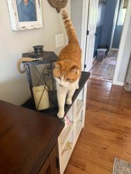 Lost Male Cat last seen Leonards Way, Argusville, Argusville, ND 58005