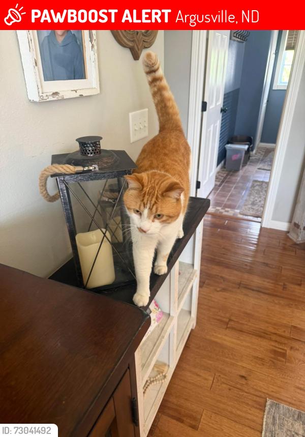 Lost Male Cat last seen Leonards Way, Argusville, Argusville, ND 58005