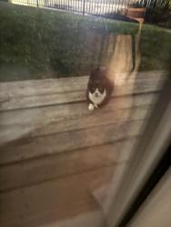 Found/Stray Unknown Cat last seen Back of the marriott, Solana Beach, CA 92075