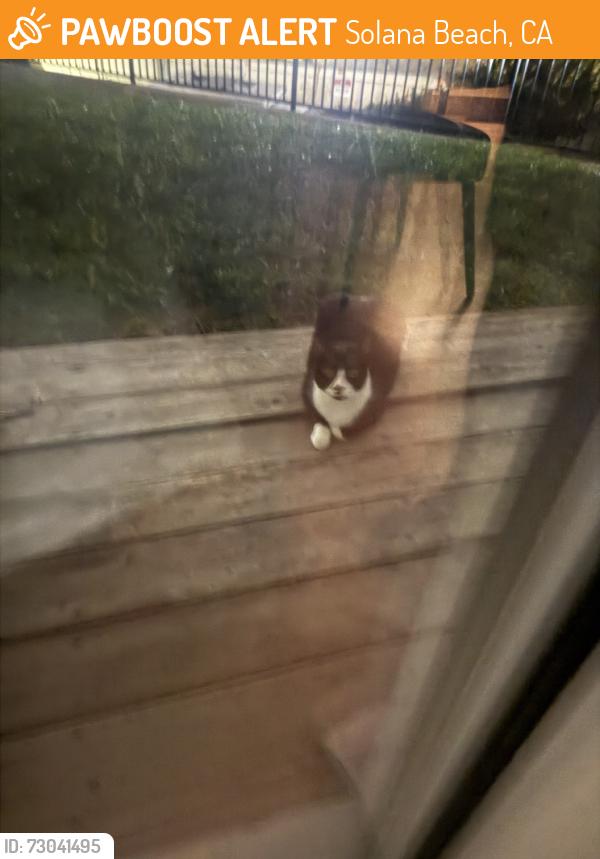Found/Stray Unknown Cat last seen Back of the marriott, Solana Beach, CA 92075